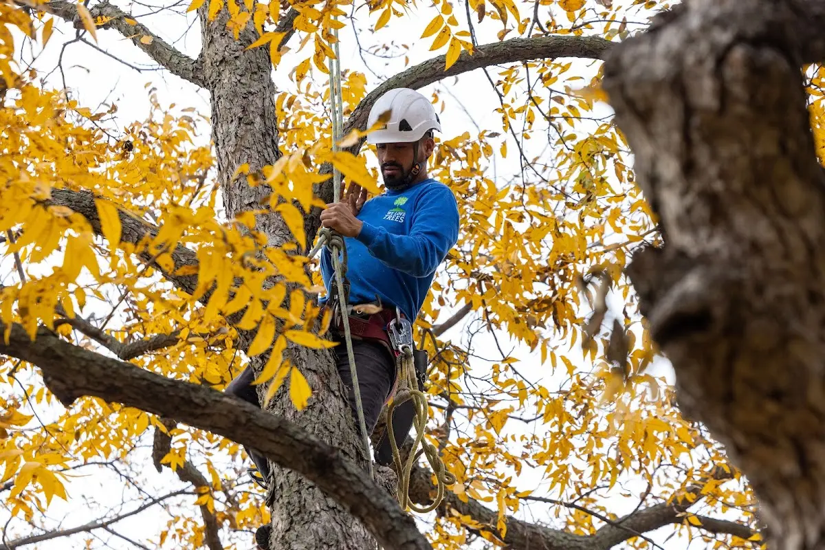 Skilled Tree Planing crew working in Kimball