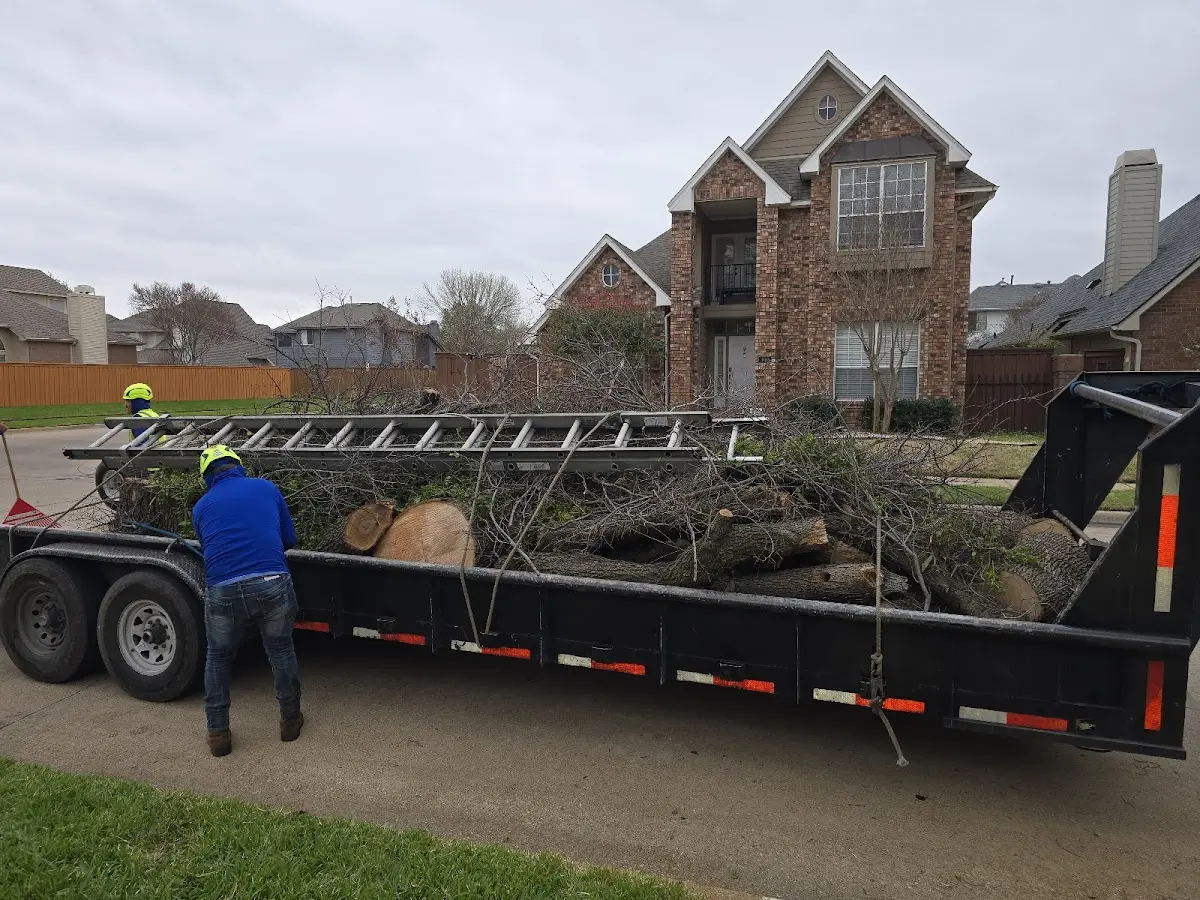 Expert Tree Removal with proper safety equipment in Kimball